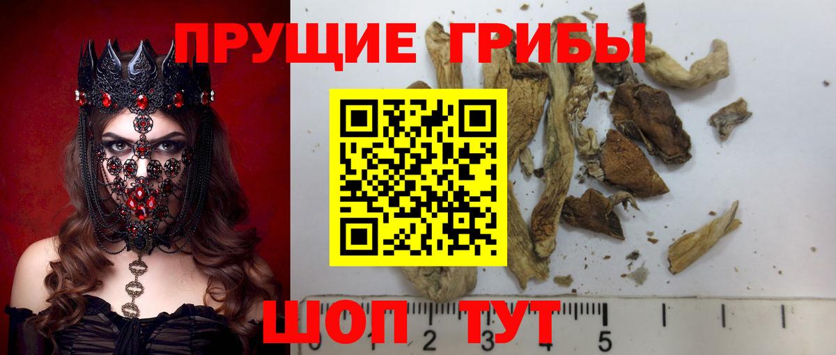магазин  наркотиков  Волжск  Галлюциногенные грибы прущие грибы 